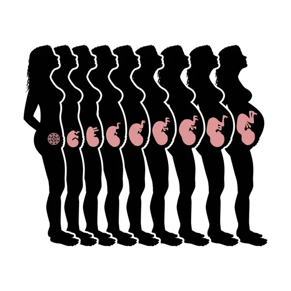 Phase de la femme enceinte — Image vectorielle