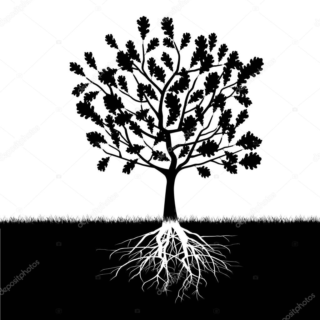 Silhouette of oak tree