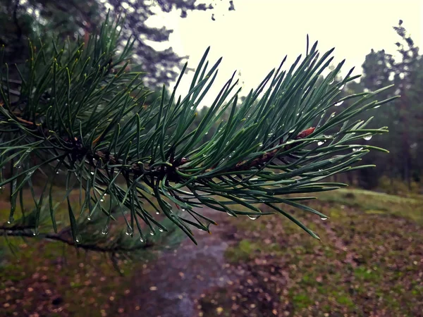 Kiefernzweig Mit Regentropfen Herbstlichen Nordwald — Stockfoto