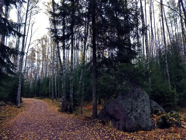 Forêt Ombragée Automne Avec Grands Pins Des Épinettes Feuilles Persistantes — Photo