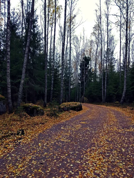 가을에는 소나무와 상록수 가무성 울창하게 펼쳐져 — 스톡 사진