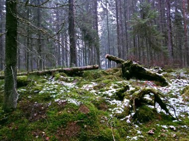 Sonbahar sisinde uzun çam ağaçları olan sabah ormanı.