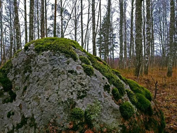 Een Grote Rots Bedekt Met Groen Mos Herfstbladeren — Stockfoto