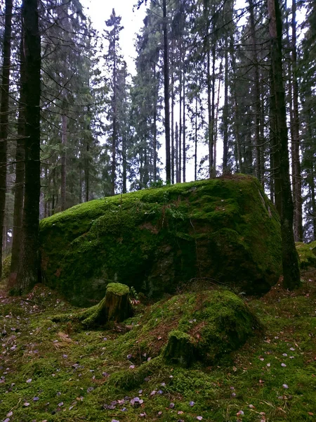 一块大石头上覆盖着青苔和秋天的树叶 — 图库照片