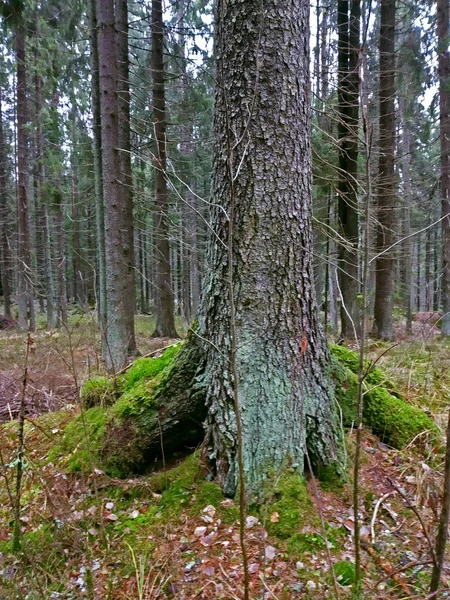 Sonbahar Sisinde Uzun Çam Ağaçları Olan Sabah Ormanı — Stok fotoğraf