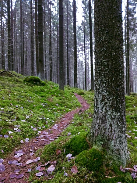 Sonbahar Sisinde Uzun Çam Ağaçları Olan Sabah Ormanı — Stok fotoğraf
