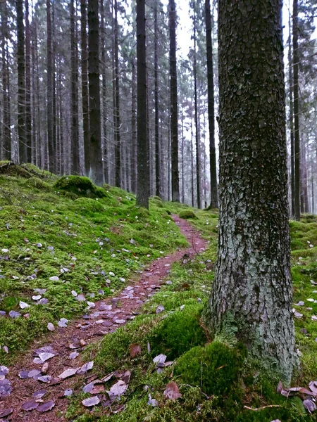 Floresta Manhã Com Pinheiros Altos Nevoeiro Outono — Fotografia de Stock