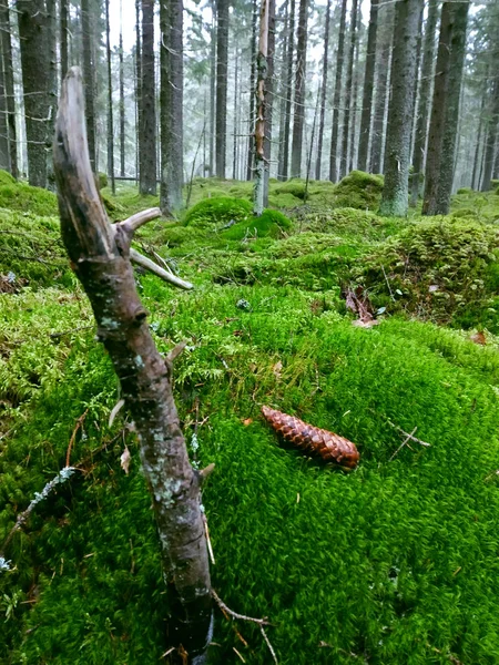 Cône Pin Dans Forêt Brumeuse Automne — Photo