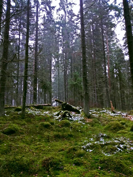 Forêt Matin Avec Grands Pins Dans Brouillard Automne — Photo