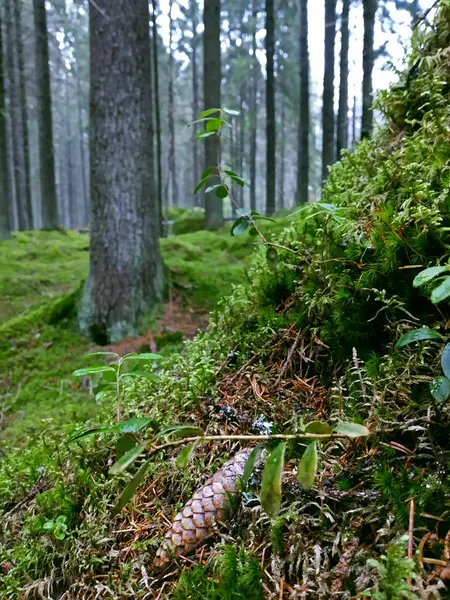 Cône Pin Dans Forêt Brumeuse Automne — Photo