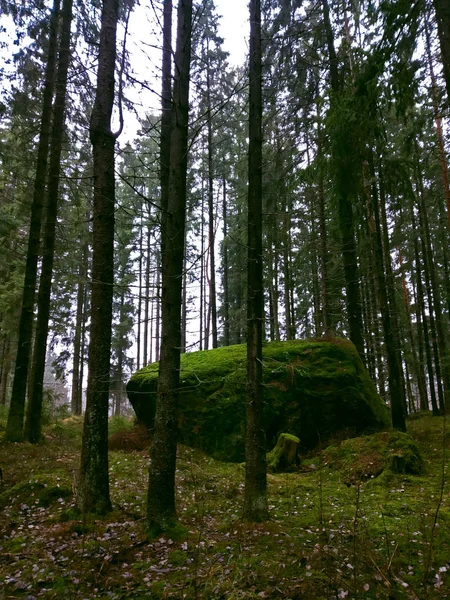 大きな岩は緑の苔と紅葉に覆われています — ストック写真