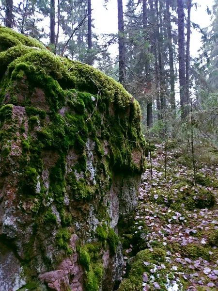 Velký Balvan Pokryt Zeleným Mechem Podzimními Listy — Stock fotografie
