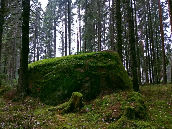 Uma Pedra Grande Coberta Com Musgo Verde Folhas Outono — Fotografia de Stock