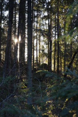 Batan güneşin son ışınları yeşil kozalaklı bir ormanın tacını delip geçer..