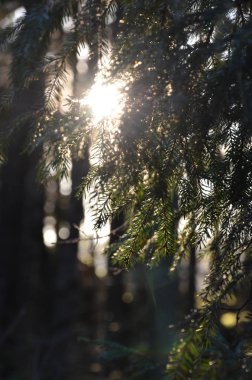 Batan güneşin son ışınları yeşil kozalaklı bir ormanın tacını delip geçer..