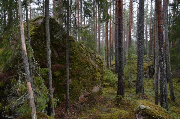 Une Grande Pierre Recouverte Mousse Plantes Dans Forêt Conifères Automne — Photo