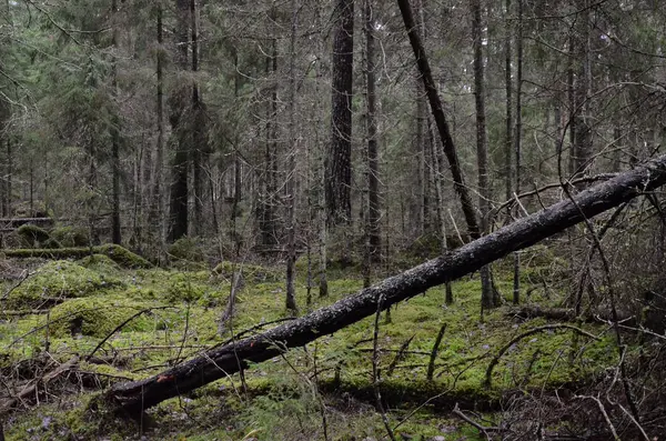Padlá Borovice Zelené Mýtině Jehličnatém Podzimním Lese — Stock fotografie