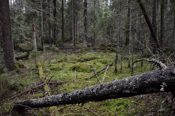 Kozalaklı Sonbahar Ormanındaki Yeşil Bir Düzlükte Düşen Çam Ağaçları — Stok fotoğraf