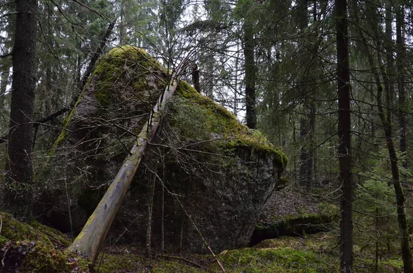 Una Gran Piedra Cubierta Musgo Plantas Bosque Otoñal Coníferas — Foto de Stock