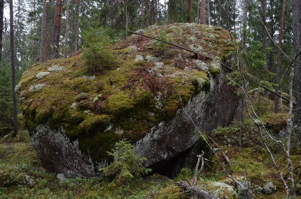 Большой Камень Покрытый Мхом Растениями Хвойных Осенних Лесах — стоковое фото