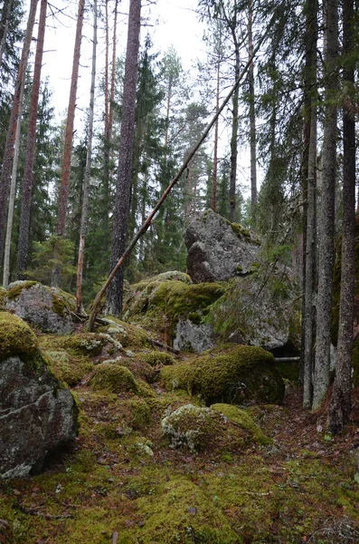 Une Grande Pierre Recouverte Mousse Plantes Dans Forêt Conifères Automne — Photo