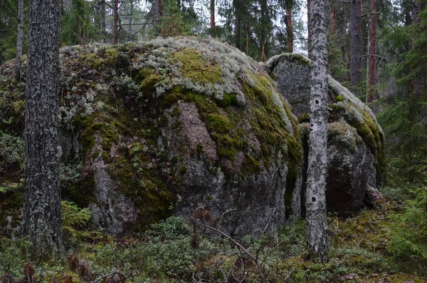 Una Gran Piedra Cubierta Musgo Plantas Bosque Otoñal Coníferas —  Fotos de Stock