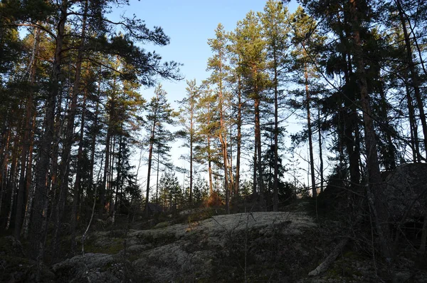 The last rays of the setting sun break through the crown of a green coniferous forest.