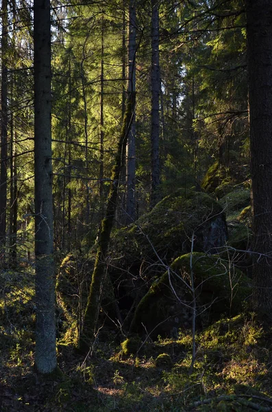The last rays of the setting sun break through the crown of a green coniferous forest.
