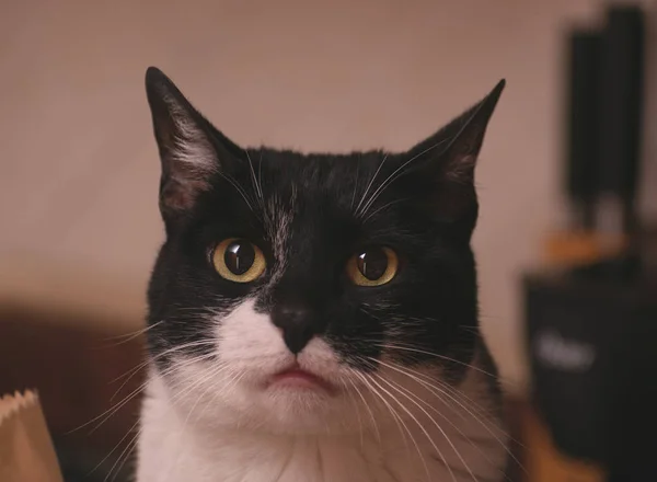 Портрет Домашньої Кішки Вдома — стокове фото