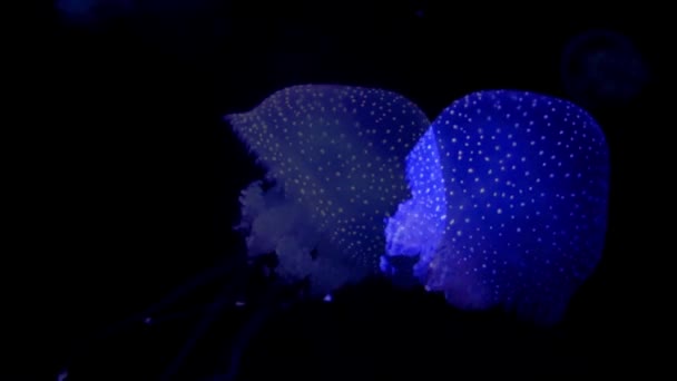 어두운 물에서 해파리 — 비디오