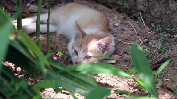 Kotek Spoczywający Ziemi — Wideo stockowe