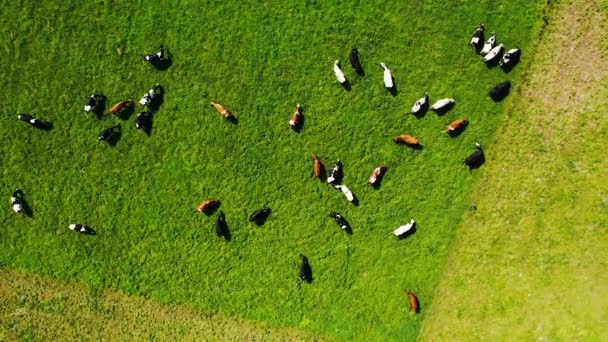 Una Mandria Bovini Che Nutrono Dell Erba Del Pascolo — Video Stock