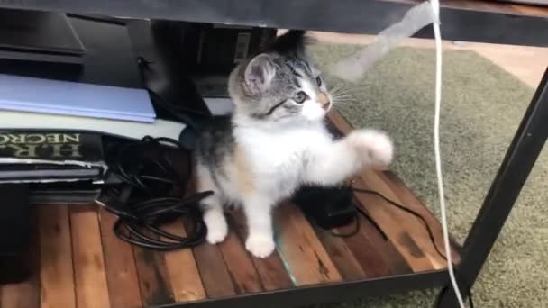 Playful Cute Kitten — Stock Video