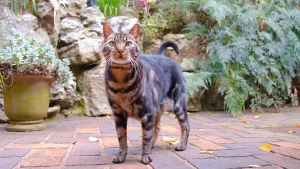 Gato Compañía Pie Suelo Ladrillo Jardín — Vídeos de Stock