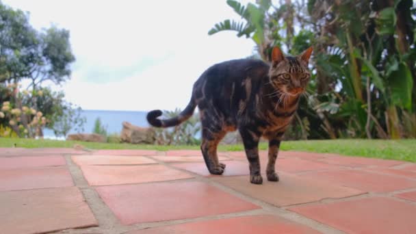 Gatto Domestico Sul Pavimento Mattonelle Mattoni — Video Stock