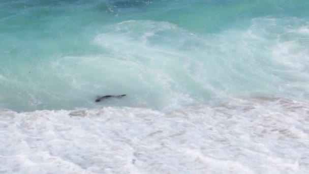 Ett Sjölejon Som Simmar Längs Vågorna Strand — Stockvideo