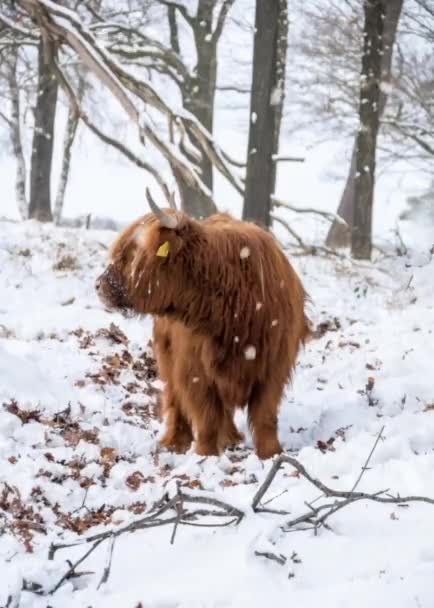 Kış Manzarasında Bir Hayvan — Stok video