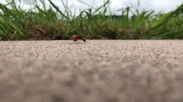 Una Formica Che Raccoglie Alimenti Conservazione — Video Stock