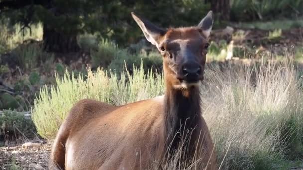 Vídeo Alimentação Animal — Vídeo de Stock