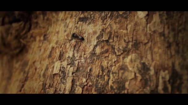 Video Formiche Foresta Alberi — Video Stock