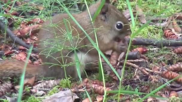 Video Von Baby Eichhörnchen — Stockvideo