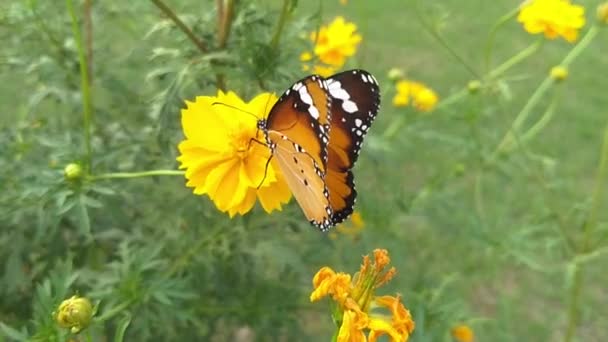 Hermosa Mariposa Una Flor — Vídeos de Stock