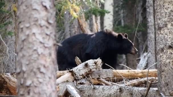 Niedźwiedź Lesie — Wideo stockowe