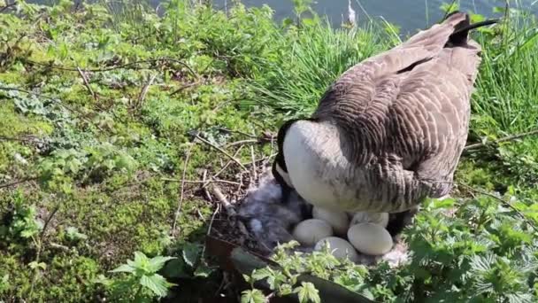 鳥が卵を孵化させ — ストック動画