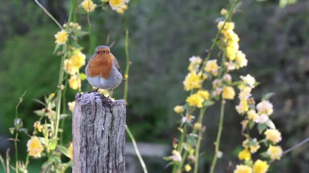 Pájaro Posado Sobre Madera — Vídeos de Stock