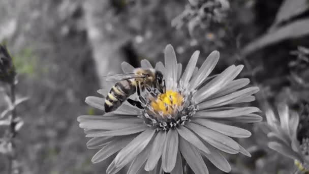 Zwart Wit Video Van Bijenbestuiving — Stockvideo