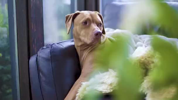 Perro Marrón Relajándose Sofá — Vídeos de Stock