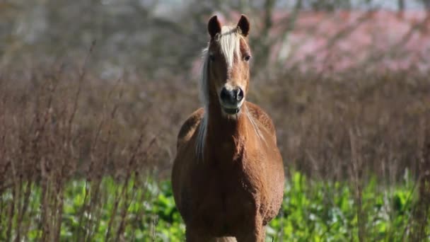 Vídeo Cavalo Marrom — Vídeo de Stock