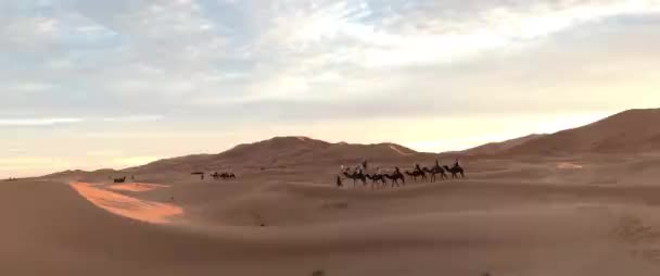 Camels Traveling Desert — Stock Video