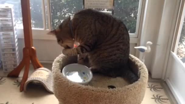 Kattenbaden Met Water — Stockvideo
